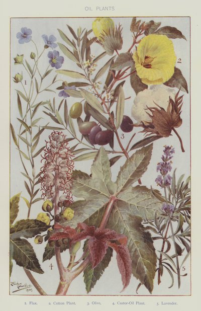 Oli planten (kleur litho) door English School