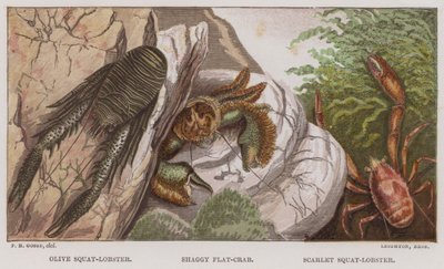 Olijfkleurige Squat-Kreeft, Shaggy Plat-Krab, Scharlaken Squat-Kreeft door English School