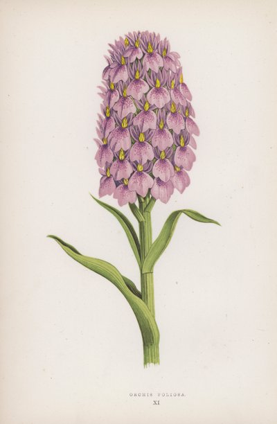 Orchis Foliosa door English School