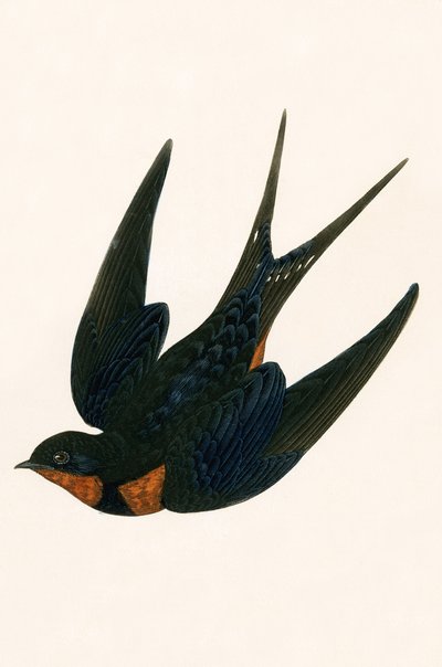 Oosterse schoorsteen zwaluw, illustratie uit 