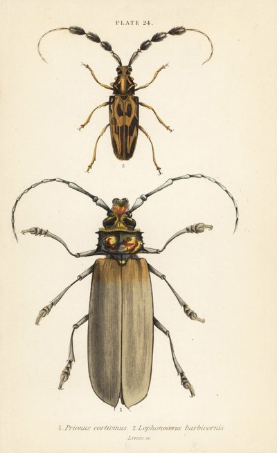 Orthomegas cinnamomeus Prionus corticinus 1, en Batus barbicornis, Lophonocerus barbicornis 2 door English School