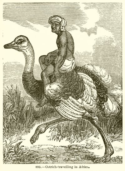Struisvogelreizen in Afrika door English School