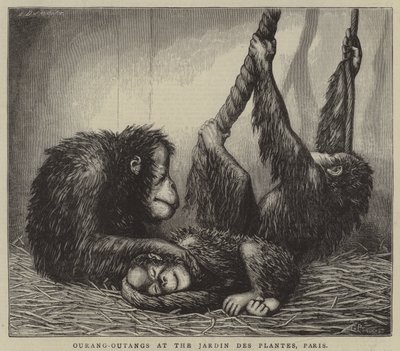 Ourang-oetangs in de Jardin des Plantes, Parijs (gravure) door English School