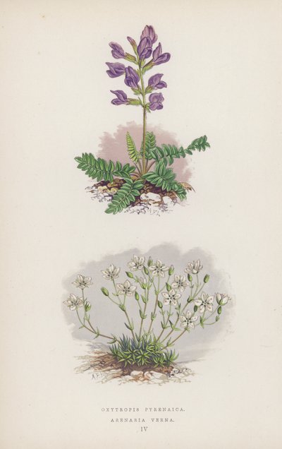 Oxytropis Pyrenaica; Arenaria Verna door English School