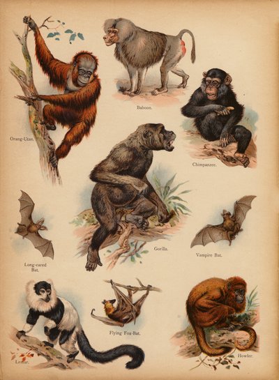 Pagina uit De Kleine Mensen’s Beeld Natuurlijke Geschiedenis, ca. 1900 door English School