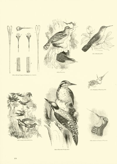 Pagina uit Het Picturale Museum van Geanimeerde Natuur door English School