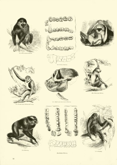 Pagina uit Het Picturale Museum van Geanimeerde Natuur door English School