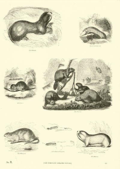 Pagina uit Het Picturale Museum van Geanimeerde Natuur door English School