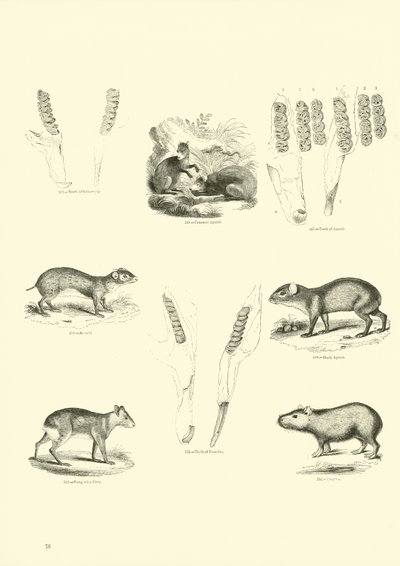 Pagina uit Het Picturale Museum van Geanimeerde Natuur door English School