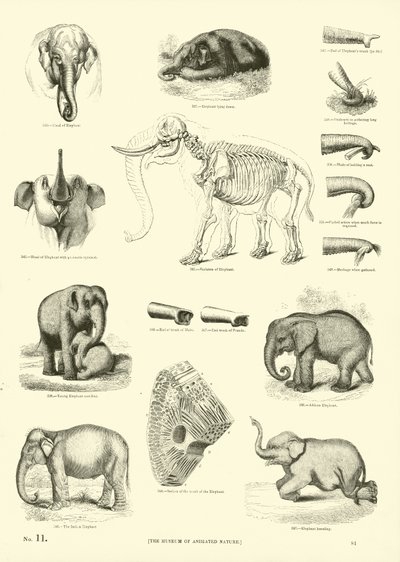Pagina uit Het Picturale Museum van Geanimeerde Natuur door English School
