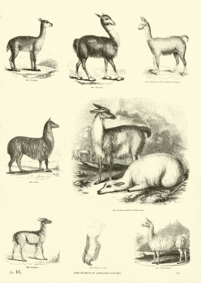 Pagina uit Het Picturale Museum van Geanimeerde Natuur door English School