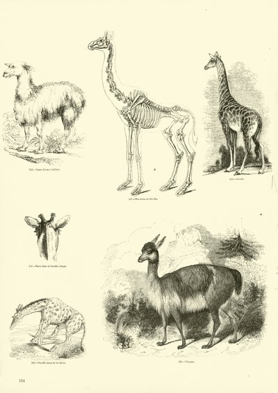 Pagina uit Het Picturale Museum van Geanimeerde Natuur door English School
