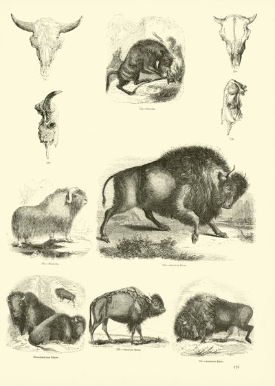 Pagina uit Het Picturale Museum van Geanimeerde Natuur door English School