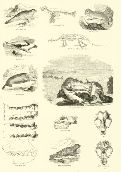 Pagina uit Het Picturale Museum van Geanimeerde Natuur door English School