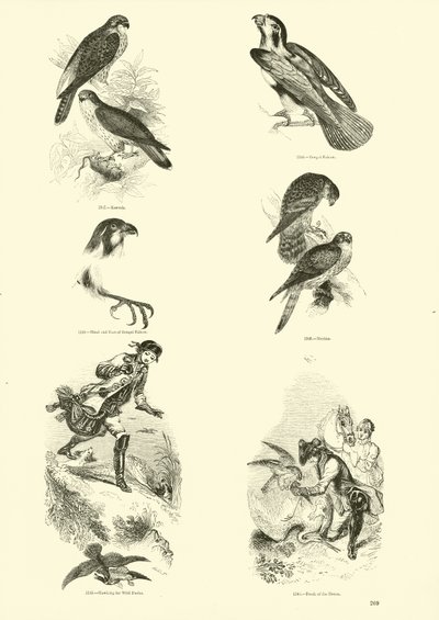 Pagina uit Het Picturale Museum van Geanimeerde Natuur door English School