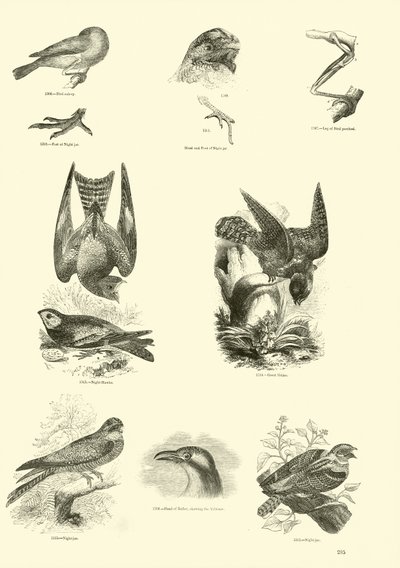 Pagina uit Het Picturale Museum van Geanimeerde Natuur door English School