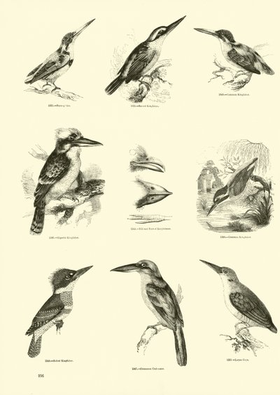 Pagina uit Het Picturale Museum van Geanimeerde Natuur door English School