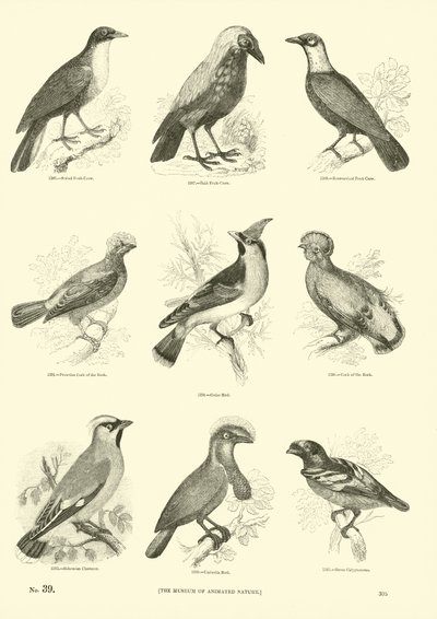 Pagina uit Het Picturale Museum van Geanimeerde Natuur door English School