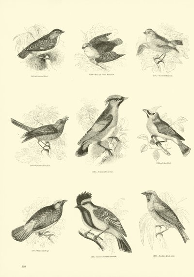 Pagina uit Het Picturale Museum van Geanimeerde Natuur door English School
