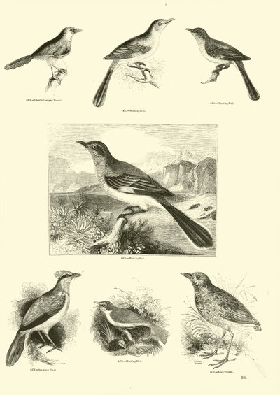 Pagina uit Het Picturale Museum van Geanimeerde Natuur door English School