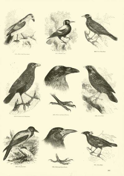 Pagina uit Het Picturale Museum van Geanimeerde Natuur door English School