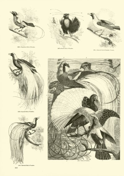 Pagina uit Het Picturale Museum van Geanimeerde Natuur door English School