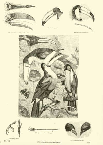 Pagina uit Het Picturale Museum van Geanimeerde Natuur door English School