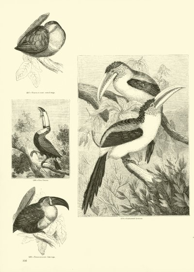 Pagina uit Het Picturale Museum van Geanimeerde Natuur door English School