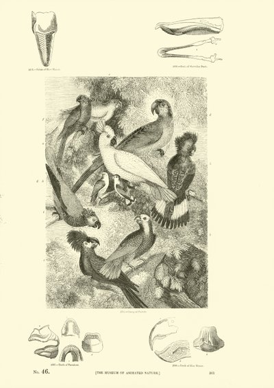 Pagina uit Het Picturale Museum van Geanimeerde Natuur door English School