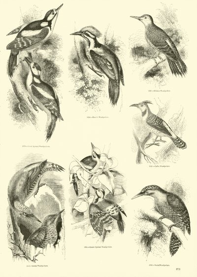 Pagina uit Het Picturale Museum van Geanimeerde Natuur door English School