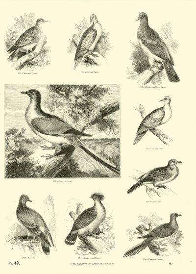 Pagina uit Het Picturale Museum van Geanimeerde Natuur door English School