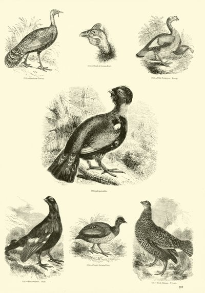 Pagina uit Het Picturale Museum van Geanimeerde Natuur door English School