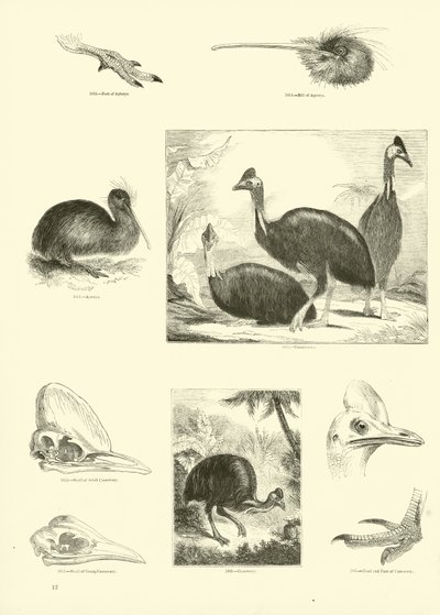 Pagina uit Het Picturale Museum van Geanimeerde Natuur door English School
