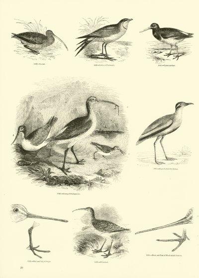 Pagina uit Het Picturale Museum van Geanimeerde Natuur door English School