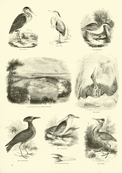 Pagina uit Het Picturale Museum van Geanimeerde Natuur door English School
