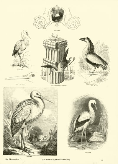 Pagina uit Het Picturale Museum van Geanimeerde Natuur door English School