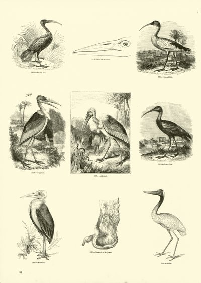 Pagina uit Het Picturale Museum van Geanimeerde Natuur door English School