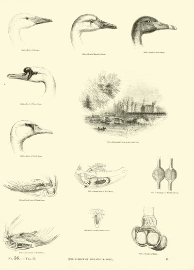 Pagina uit Het Picturale Museum van Geanimeerde Natuur door English School