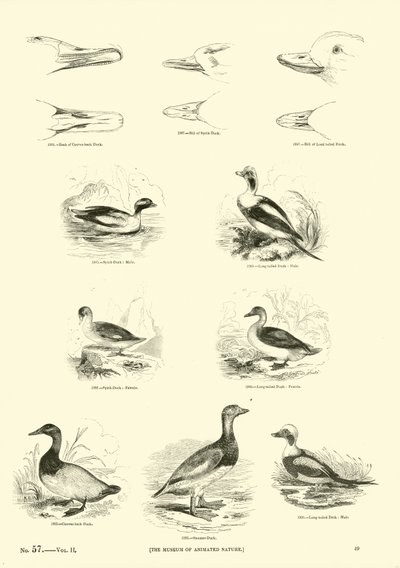 Pagina uit Het Picturale Museum van Geanimeerde Natuur door English School