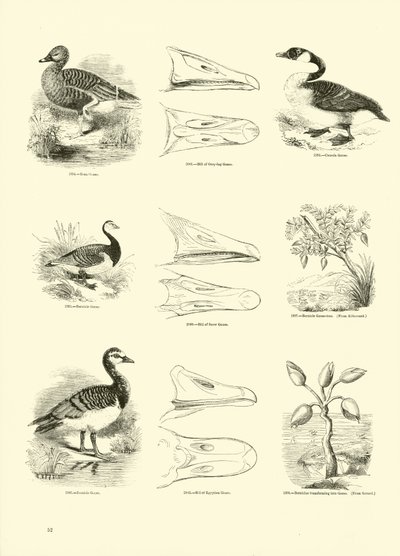 Pagina uit Het Picturale Museum van Geanimeerde Natuur door English School