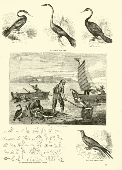 Pagina uit Het Picturale Museum van Geanimeerde Natuur door English School