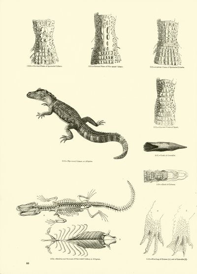 Pagina uit Het Picturale Museum van Geanimeerde Natuur door English School
