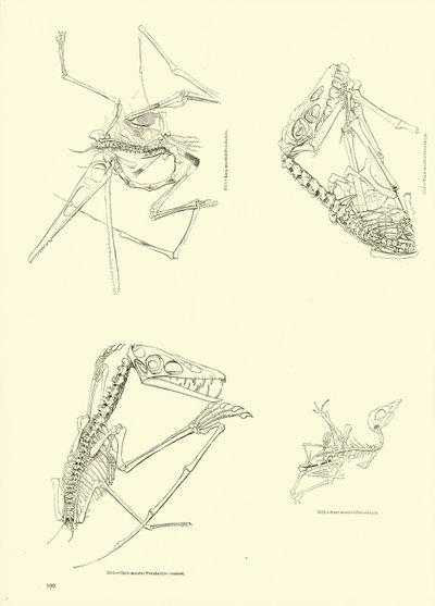 Pagina uit Het Picturale Museum van Geanimeerde Natuur door English School