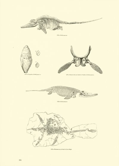 Pagina uit Het Picturale Museum van Geanimeerde Natuur door English School