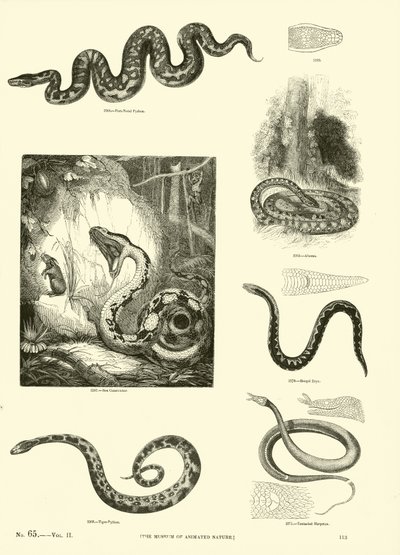 Pagina uit Het Picturale Museum van Geanimeerde Natuur door English School