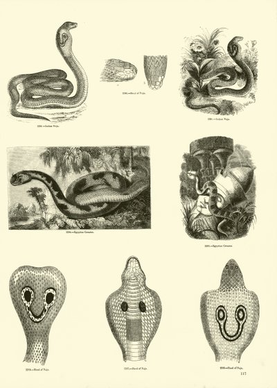 Pagina uit Het Picturale Museum van Geanimeerde Natuur door English School