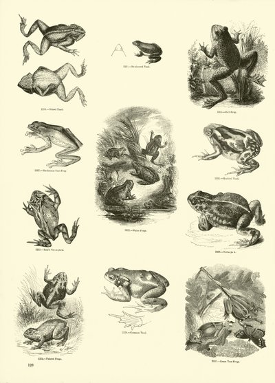 Pagina uit Het Picturale Museum van Geanimeerde Natuur door English School