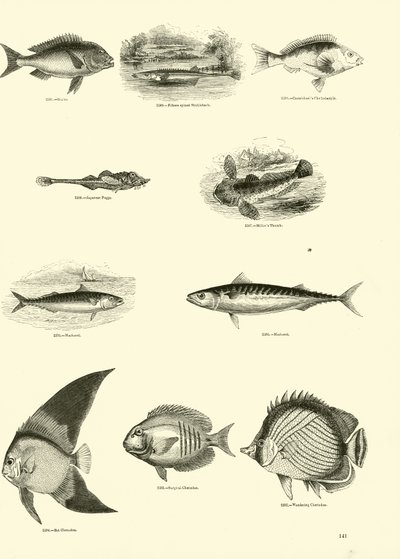 Pagina uit Het Picturale Museum van Geanimeerde Natuur door English School