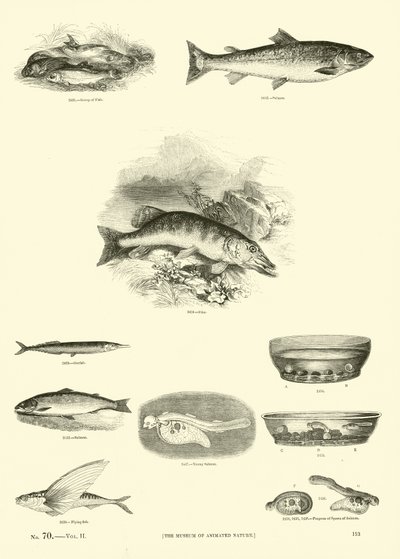Pagina uit Het Picturale Museum van Geanimeerde Natuur door English School