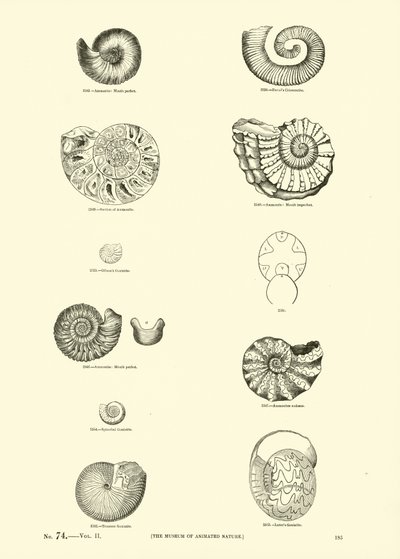 Pagina uit Het Picturale Museum van Geanimeerde Natuur door English School